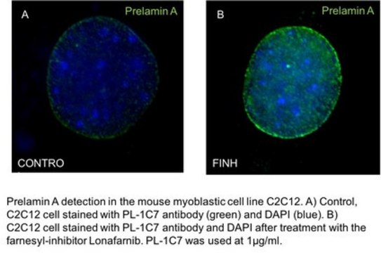 Anti-prelamin A Antibody, clone PL-1C7 clone PL-1C7, from mouse