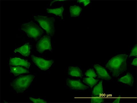 Monoclonal Anti-TXN antibody produced in mouse clone 6C10, purified immunoglobulin, buffered aqueous solution