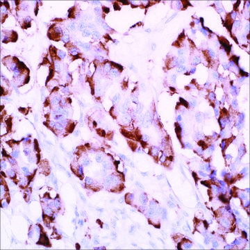 Glucagon (EP74) Rabbit Monoclonal Primary Antibody