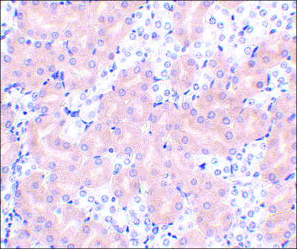 Anti-BFL-1 (ab2) antibody produced in rabbit affinity isolated antibody, buffered aqueous solution