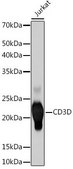 Anti-CD3D antibody produced in rabbit