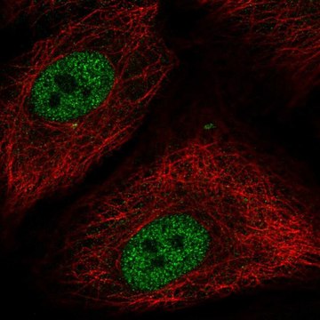 Anti-NR1H2 antibody produced in rabbit Prestige Antibodies&#174; Powered by Atlas Antibodies, affinity isolated antibody