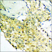Anti-phospho-Tyrosine Hydroxylase (pSer40) antibody produced in rabbit affinity isolated antibody