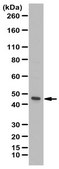 Anti-FPR2 Antibody from rabbit, purified by affinity chromatography
