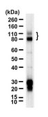 Anti-HHV-8 LNA-1 Antibody, clone 5L10 ZooMAb® Rabbit Monoclonal recombinant, expressed in HEK 293 cells