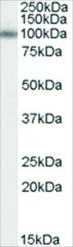 Anti-APBA1/MINT1 antibody produced in goat affinity isolated antibody, buffered aqueous solution