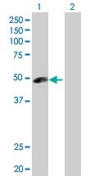 Anti-ANGPTL5 antibody produced in rabbit purified immunoglobulin, buffered aqueous solution