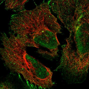 Anti-PCDHGA2 antibody produced in rabbit Prestige Antibodies&#174; Powered by Atlas Antibodies, affinity isolated antibody