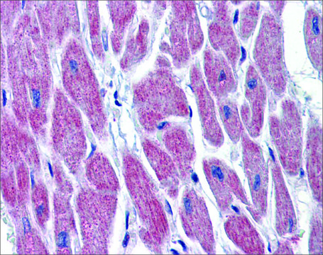 Anti-WNT10B antibody produced in rabbit affinity isolated antibody