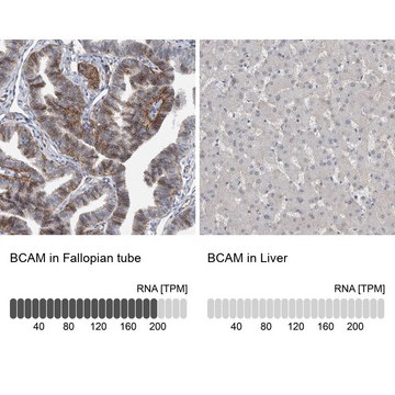 Anti-BCAM antibody produced in rabbit Prestige Antibodies&#174; Powered by Atlas Antibodies, affinity isolated antibody, buffered aqueous glycerol solution