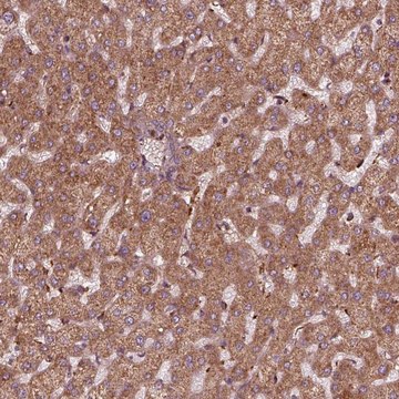 Anti-FXN antibody produced in rabbit Prestige Antibodies&#174; Powered by Atlas Antibodies, affinity isolated antibody