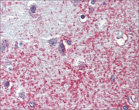 Anti-SHROOM2 (C-terminal) antibody produced in rabbit affinity isolated antibody, buffered aqueous solution