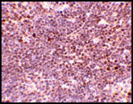 Anti-S1P1 antibody produced in rabbit affinity isolated antibody, buffered aqueous solution