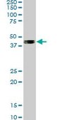 Monoclonal Anti-SMAD7 antibody produced in mouse clone 4E1, purified immunoglobulin, buffered aqueous solution