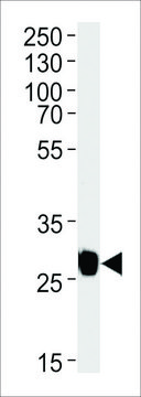 MONOCLONAL ANTI-GFP TAG antibody produced in mouse clone 168AT1211, IgG fraction of antiserum, buffered aqueous solution