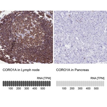 抗-CORO1A 兔抗 Prestige Antibodies&#174; Powered by Atlas Antibodies, affinity isolated antibody, buffered aqueous glycerol solution