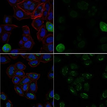 Anti-phospho-Ubiquitin Antibody (Ser65), Alexa Fluor&#8482; 488 Conjugate from rabbit, ALEXA FLUOR&#8482; 488