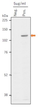 Anti-TERT Antibody, clone TwMab-1