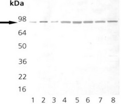 Anti-Hsp90 Mouse mAb (AC88) liquid, clone AC88, Calbiochem&#174;