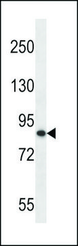 ANTI-OTU7B(C-TERMINAL) antibody produced in rabbit affinity isolated antibody, buffered aqueous solution