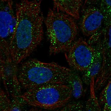 Anti-Sec23A Antibody Produced In Rabbit Prestige Antibodies&#174; Powered by Atlas Antibodies, affinity isolated antibody, buffered aqueous glycerol solution