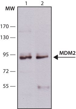 单克隆抗-MDM2 小鼠抗 clone SMP14, ascites fluid