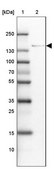 Anti-ADAMTSL1 antibody produced in rabbit Prestige Antibodies® Powered by Atlas Antibodies, affinity isolated antibody, buffered aqueous glycerol solution