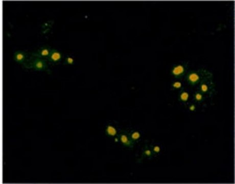 Anti-Farnesyl Rabbit pAb liquid, Calbiochem&#174;