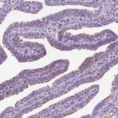 Anti-GAS2L2 antibody produced in rabbit Prestige Antibodies® Powered by Atlas Antibodies, affinity isolated antibody, buffered aqueous glycerol solution