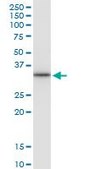 Monoclonal Anti-CD83 antibody produced in mouse clone 3G10-1F4, purified immunoglobulin, buffered aqueous solution
