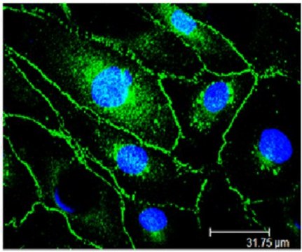 Anti-VE-Cadherin Antibody, clone Vli37 culture supernatant, clone Vli37, from rabbit