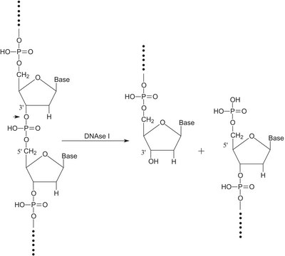 Deoxyribonuclease I from bovine pancreas Type II, lyophilized powder, Protein &#8805;80&#160;%, &#8805;2,000&#160;units/mg protein