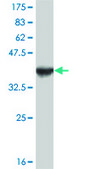 Monoclonal Anti-FOXA1 antibody produced in mouse clone 2D7, purified immunoglobulin, buffered aqueous solution