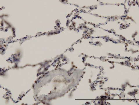 Monoclonal Anti-ARNT antibody produced in mouse clone 3D10, purified immunoglobulin, buffered aqueous solution