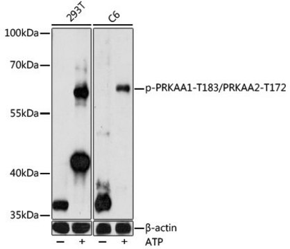 Anti-Phospho-PRKAA1-T183/PRKAA2-T172 antibody produced in rabbit