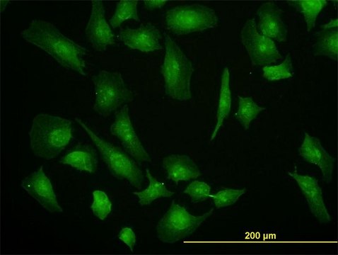 Monoclonal Anti-EIF4G1 antibody produced in mouse clone 2A9, purified immunoglobulin, buffered aqueous solution