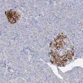 Anti-RFX6 antibody produced in rabbit Prestige Antibodies® Powered by Atlas Antibodies, affinity isolated antibody, buffered aqueous glycerol solution