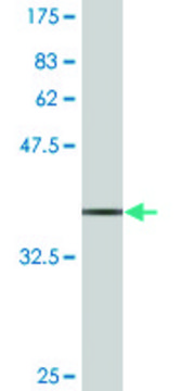 Monoclonal Anti-SUMO3 antibody produced in mouse clone 4G11, purified immunoglobulin, buffered aqueous solution