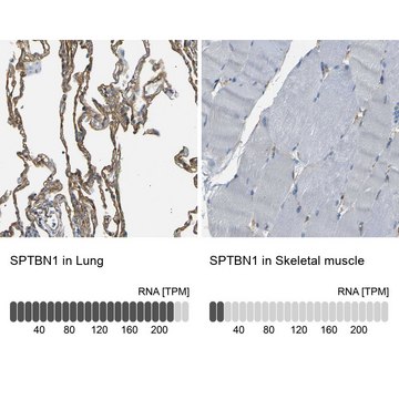 Anti-SPTBN1 antibody produced in rabbit Prestige Antibodies&#174; Powered by Atlas Antibodies, affinity isolated antibody, buffered aqueous glycerol solution