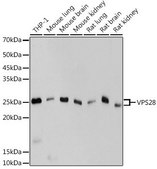 Anti-VPS28 antibody produced in rabbit
