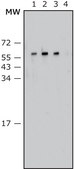 Anti-Proteus vulgaris antibody, Mouse monoclonal clone P.vul-129, purified from hybridoma cell culture