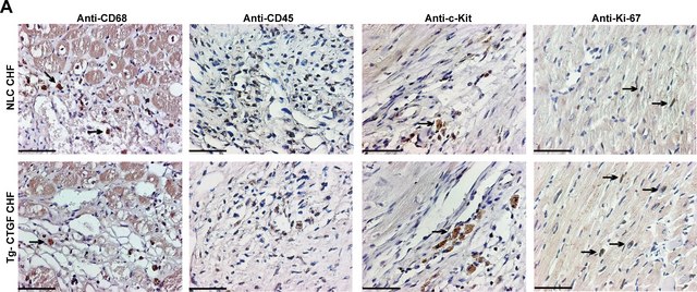 Anti-Ki-67 Antibody Chemicon&#174;, from rabbit