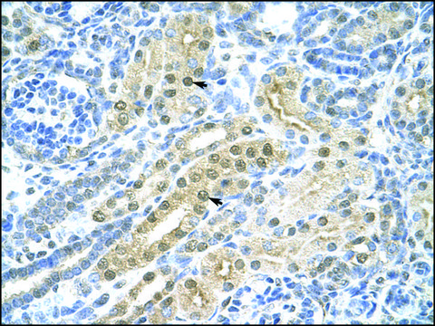 Anti-TFAP2C antibody produced in rabbit IgG fraction of antiserum