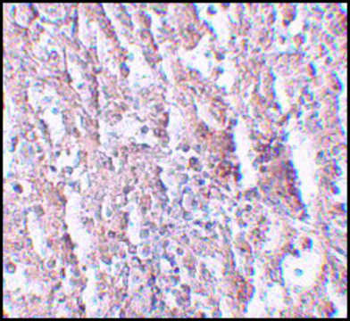 Anti-ZIP5 antibody produced in rabbit affinity isolated antibody, buffered aqueous solution