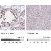 Anti-ZC3H14 antibody produced in rabbit Prestige Antibodies® Powered by Atlas Antibodies, affinity isolated antibody, buffered aqueous glycerol solution