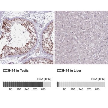 Anti-ZC3H14 antibody produced in rabbit Prestige Antibodies&#174; Powered by Atlas Antibodies, affinity isolated antibody, buffered aqueous glycerol solution