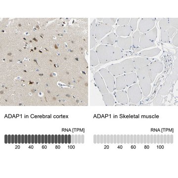 Anti-ADAP1 antibody produced in rabbit Prestige Antibodies® Powered by Atlas Antibodies, affinity isolated antibody, buffered aqueous glycerol solution