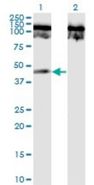 Monoclonal Anti-TNFRSF19 antibody produced in mouse clone 1H6, purified immunoglobulin, buffered aqueous solution