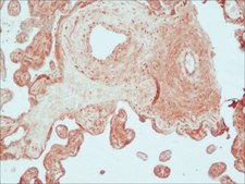 Anti-Urocortin antibody produced in rabbit IgG fraction of antiserum, buffered aqueous solution