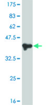 Monoclonal Anti-PMS1 antibody produced in mouse clone 2G10, purified immunoglobulin, buffered aqueous solution